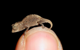 Worlds Smallest Reptile                                                                             