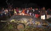 Large Crocodile Captured                                                                            